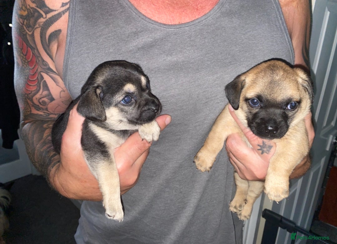 Chihuahua dogs for sale: Beautiful chihuahua pups - Image 1