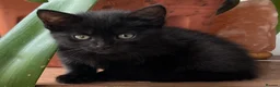 Mixed Breed cats for sale: 6 Lovely Kittens for sale  - Advert 35