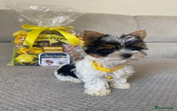 Yorkshire Terrier dogs for sale: Beautiful very small xxxs Biewer Yorkshire Terrier - Image 10