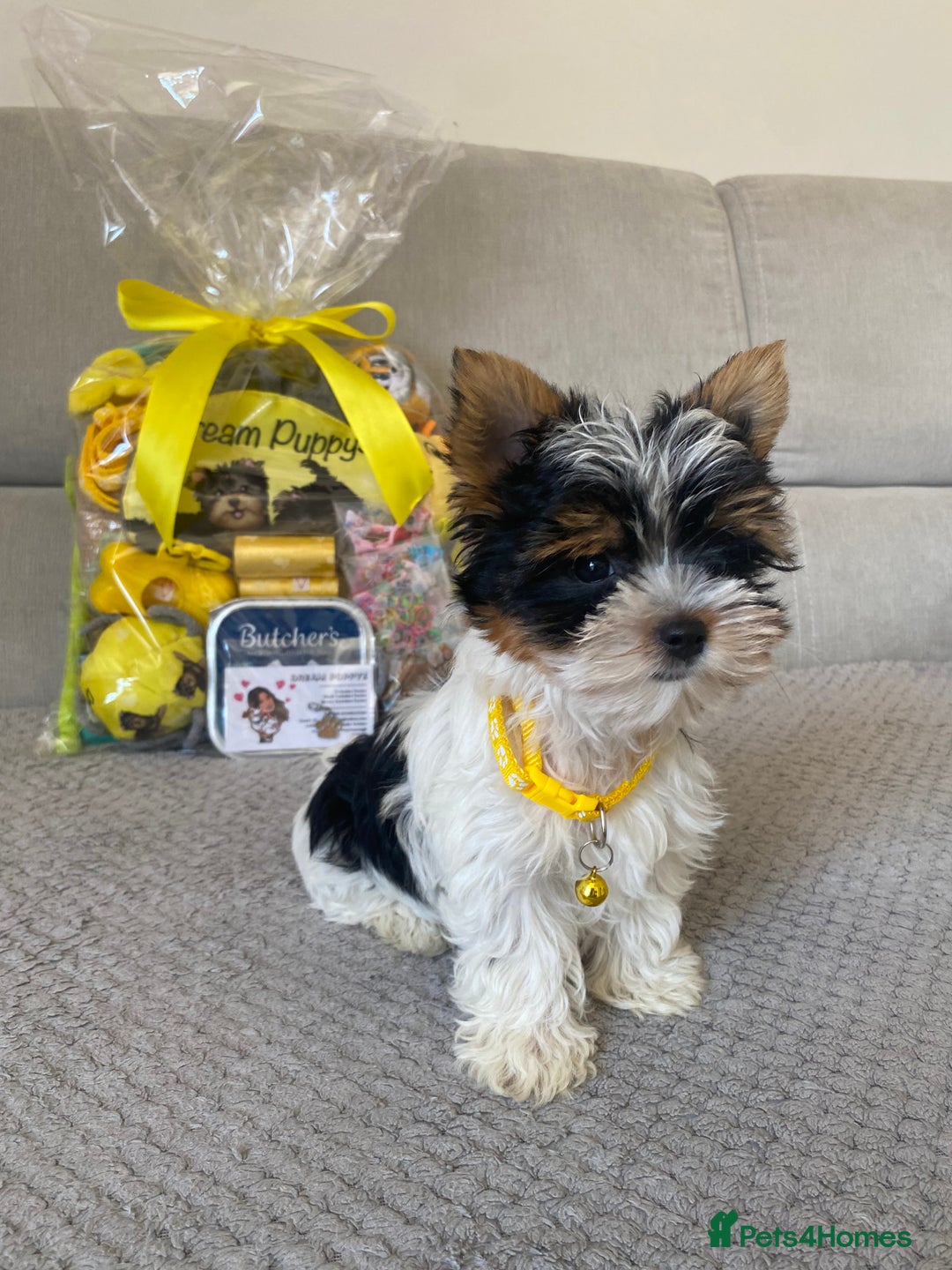 Yorkshire Terrier dogs for sale: Beautiful very small xxxs Biewer Yorkshire Terrier - Image 10