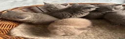 British Shorthair cats for sale: British Shorthair GCCF-registered Kittens  - Advert 9