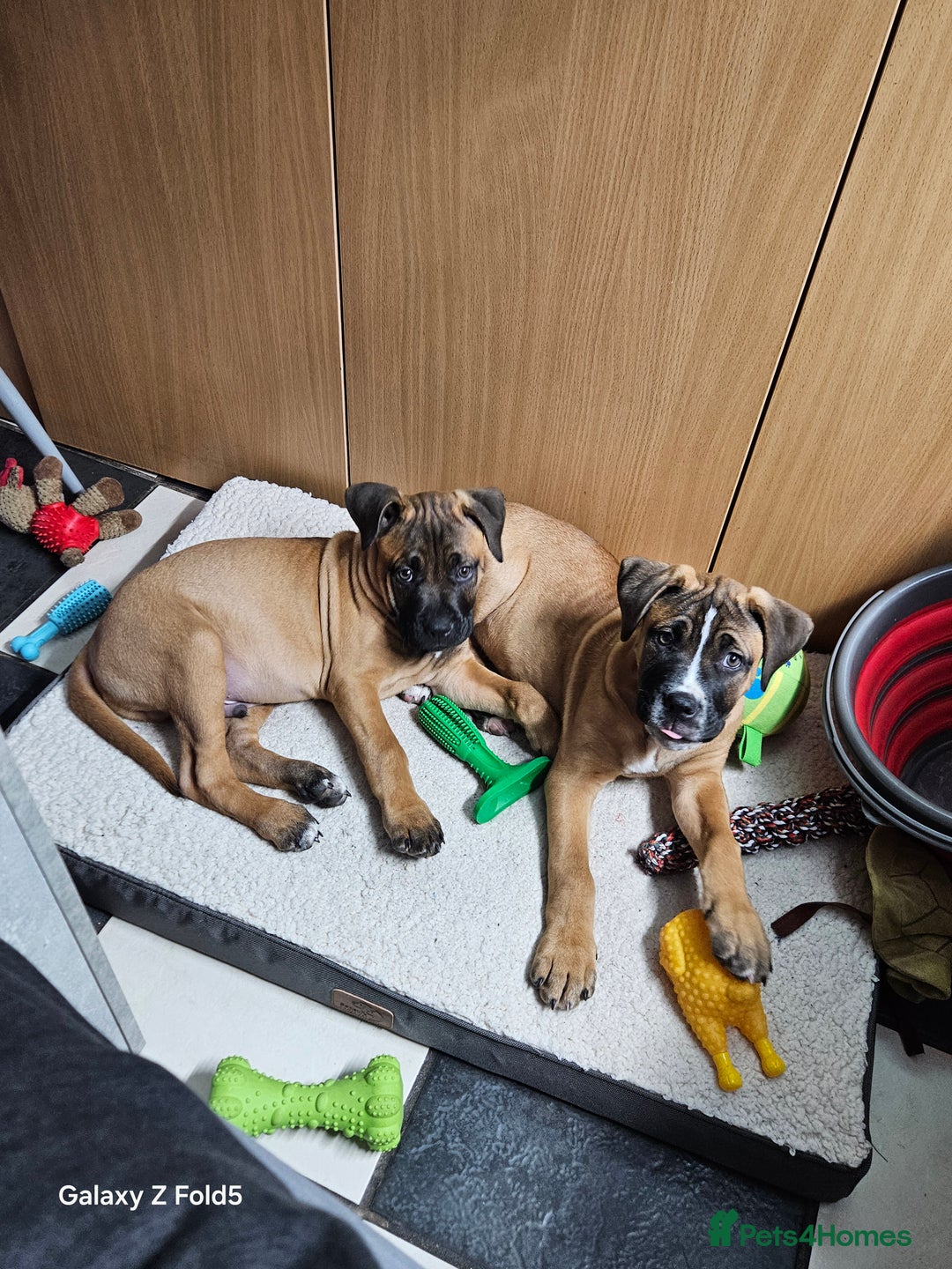 Mixed Breed dogs for sale: Recco is 3 mouths old - Image 2