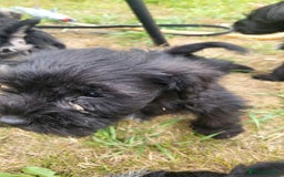Miniature Schnauzer dogs for sale: Gorgeous littler of beautiful miniature schnauzer - Image 16