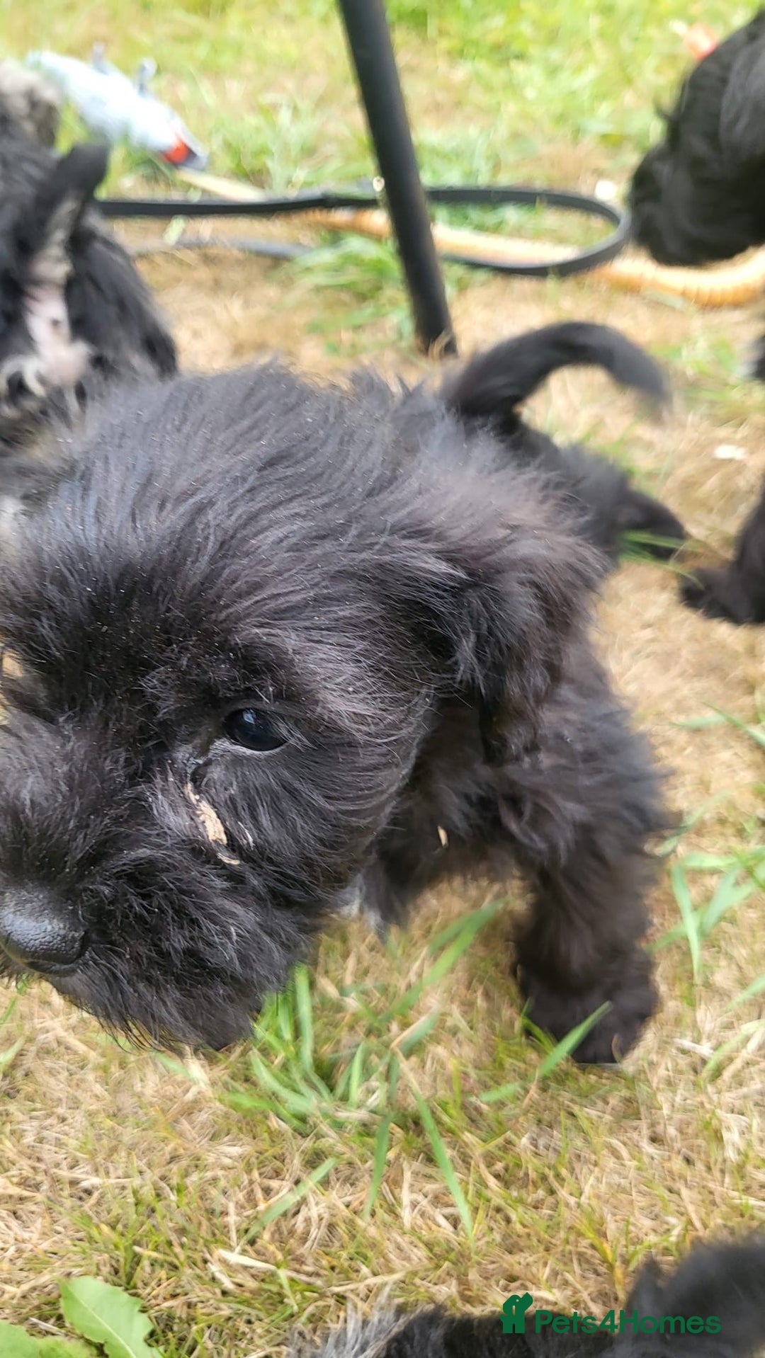 Miniature Schnauzer dogs for sale: Gorgeous littler of beautiful miniature schnauzer - Image 16