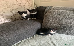 Mixed Breed cats for sale: READY NOW FOR THERE FOREVER HOMES - Image 13