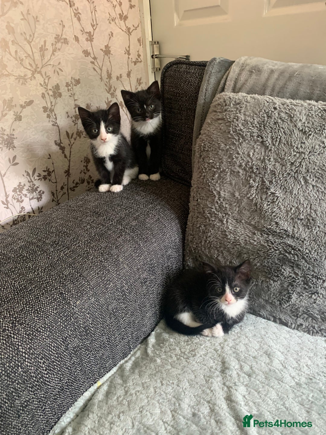 Mixed Breed cats for sale: READY NOW FOR THERE FOREVER HOMES - Image 13