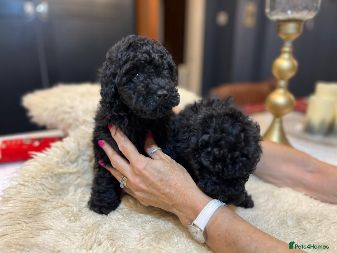 Toy Poodle dogs for sale: Quality pups from health tested parent's  - Image 17