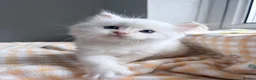 Ragdoll cats for sale: TICA Registered Ragdoll Kittens - Advert 13