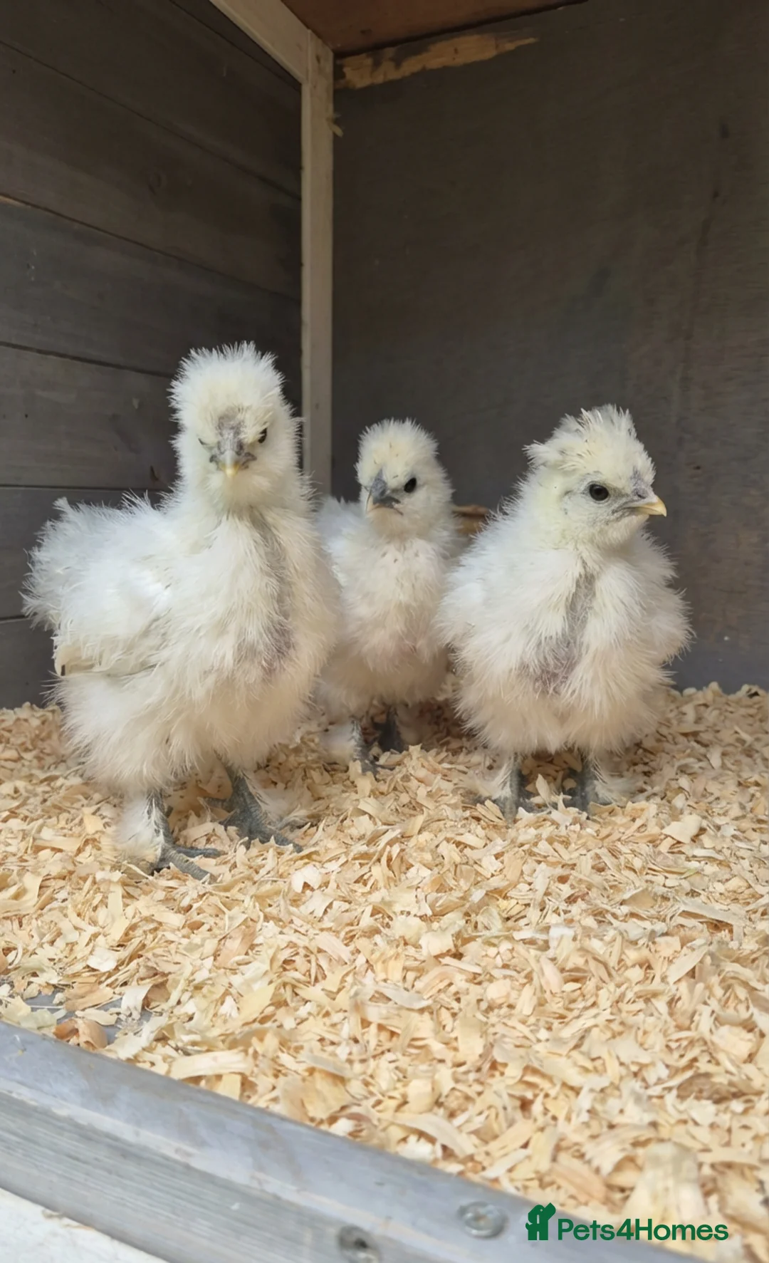 Chickens poultry for sale: Usa bearded  Silkies  - Advert 13