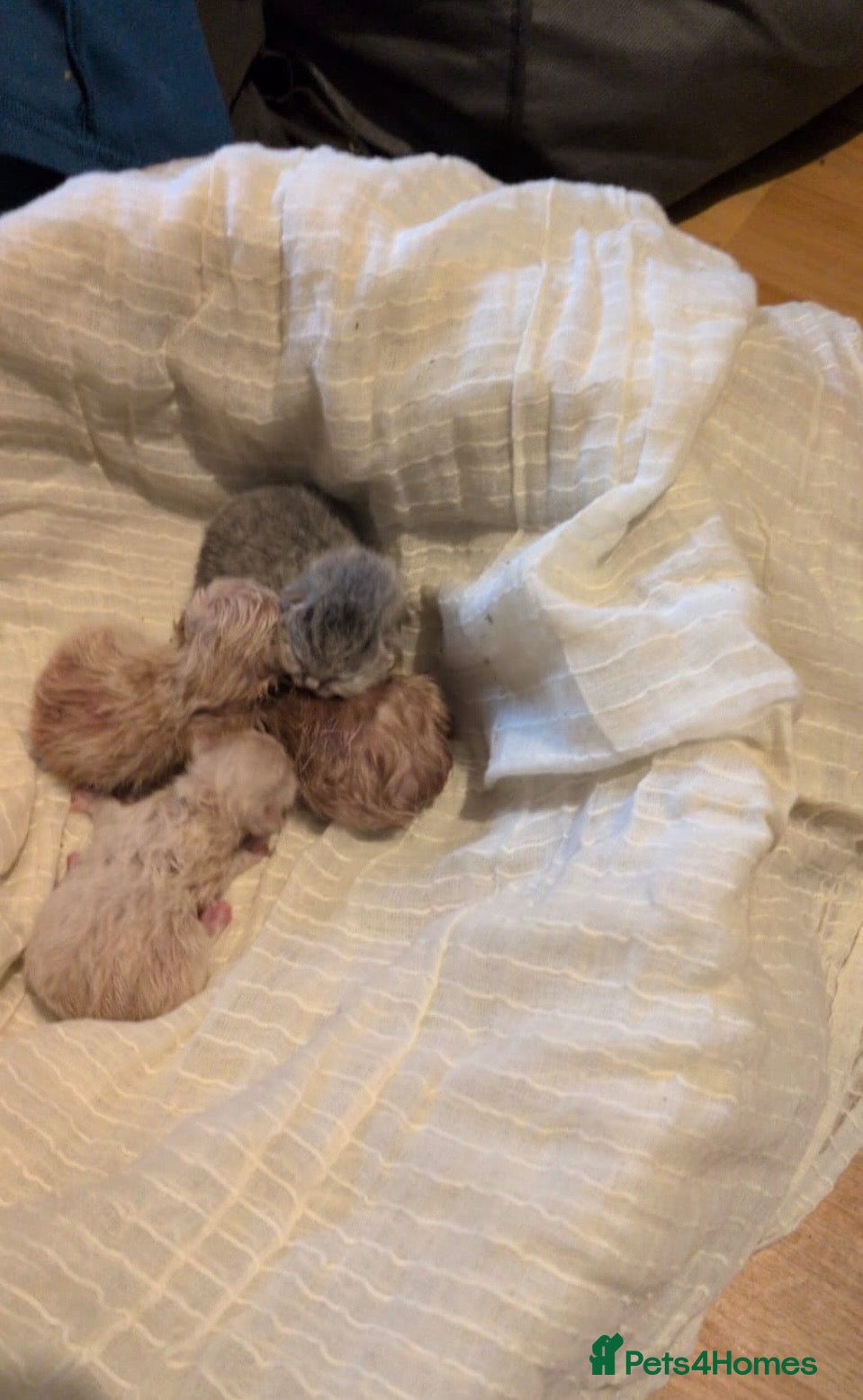 Mixed Breed cats Bengal kittens  - Advert 5