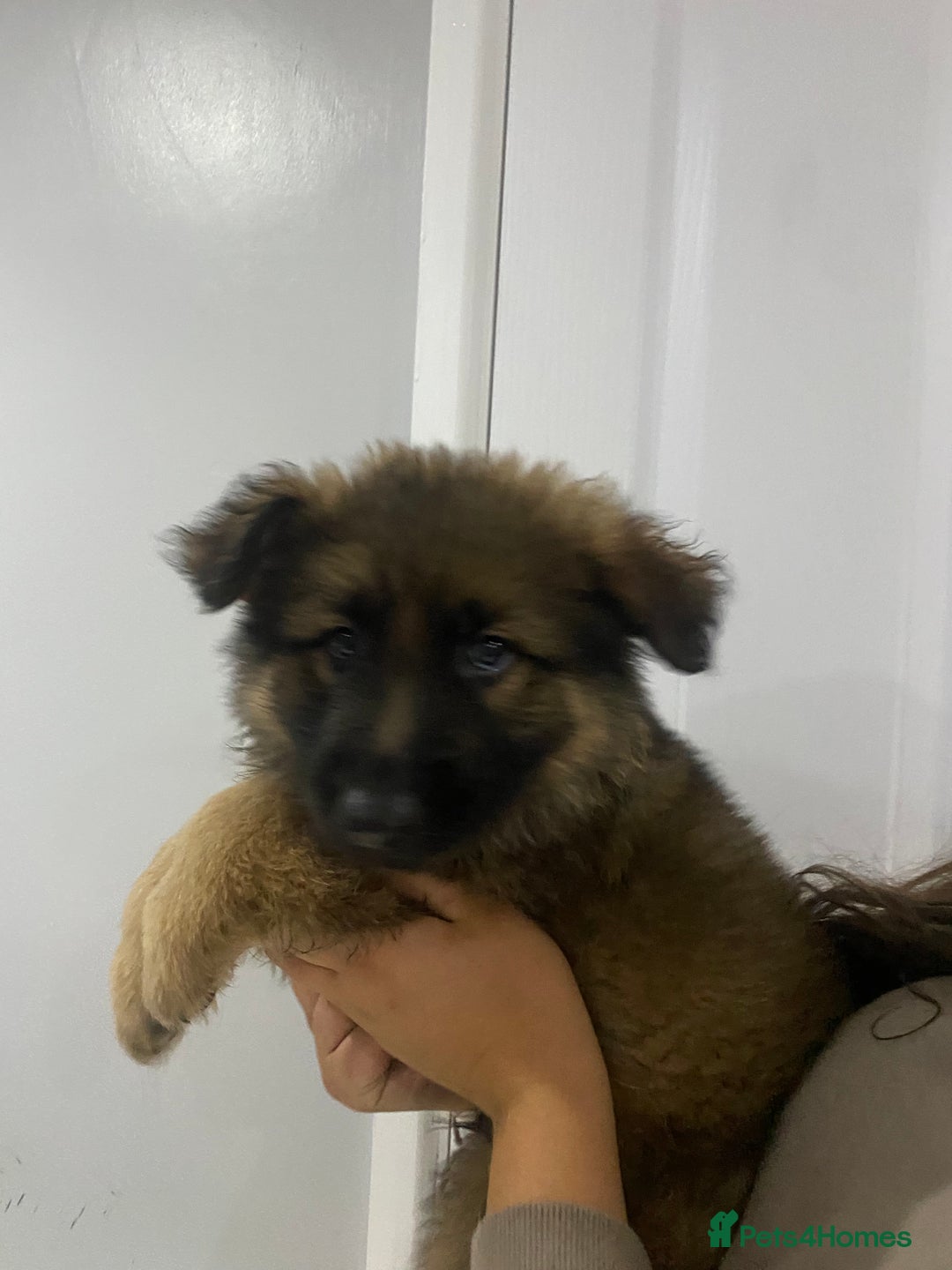 German Shepherd dogs for sale: 5 german shepherd puppies for sale - Image 1