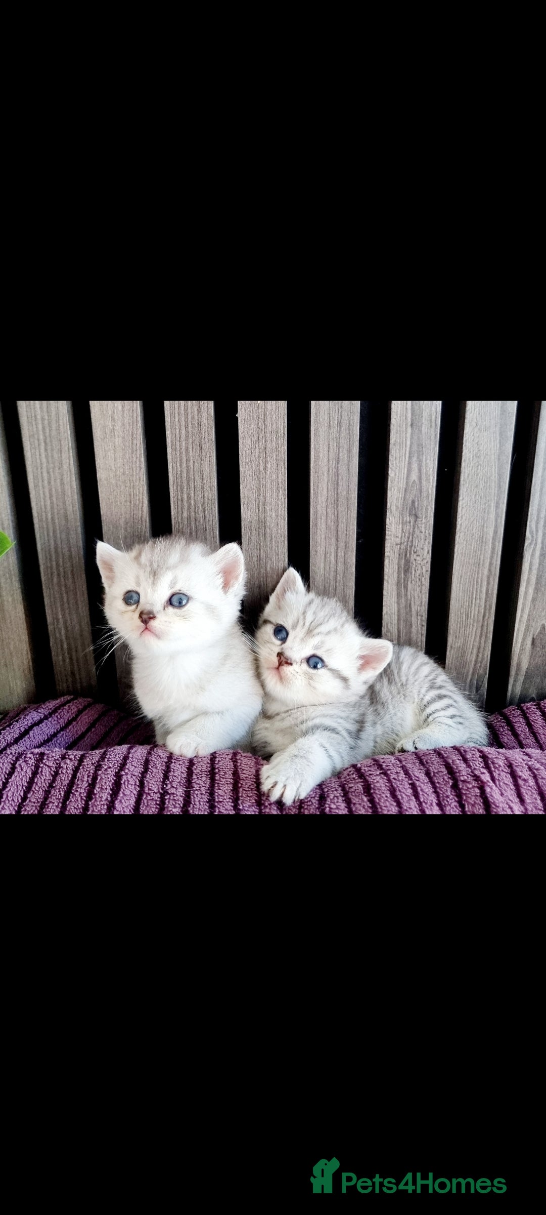 British Shorthair cats for sale: Blue eyed Silver tabby shaded BSH x Russian blue  - Image 22