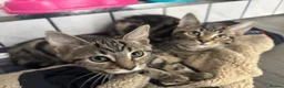 Mixed Breed cats for sale: 2 beautiful tabby kittens  - Advert 2