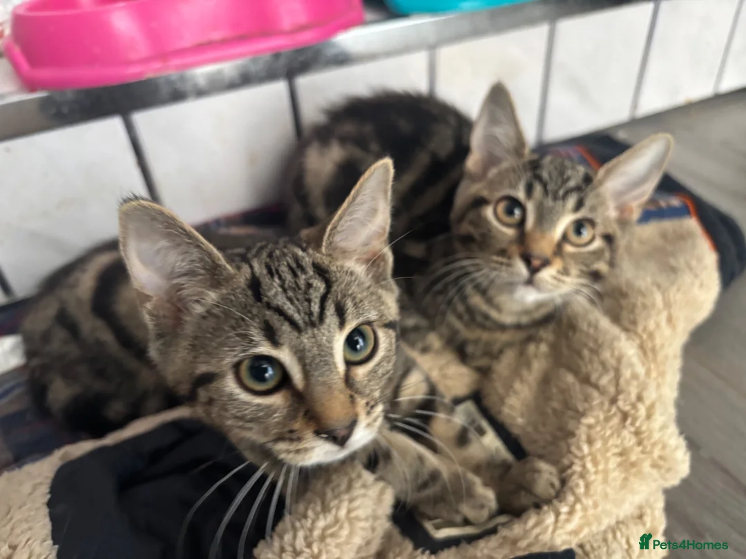 Mixed Breed cats for sale: 2 beautiful tabby kittens  - Advert 2