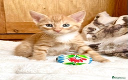 Mixed Breed cats for sale: Ginger Kittens from half Siamese mum - Image 3