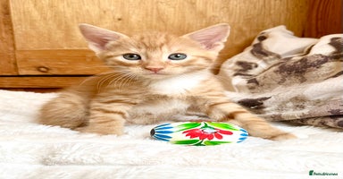Mixed Breed cats - Advert 6