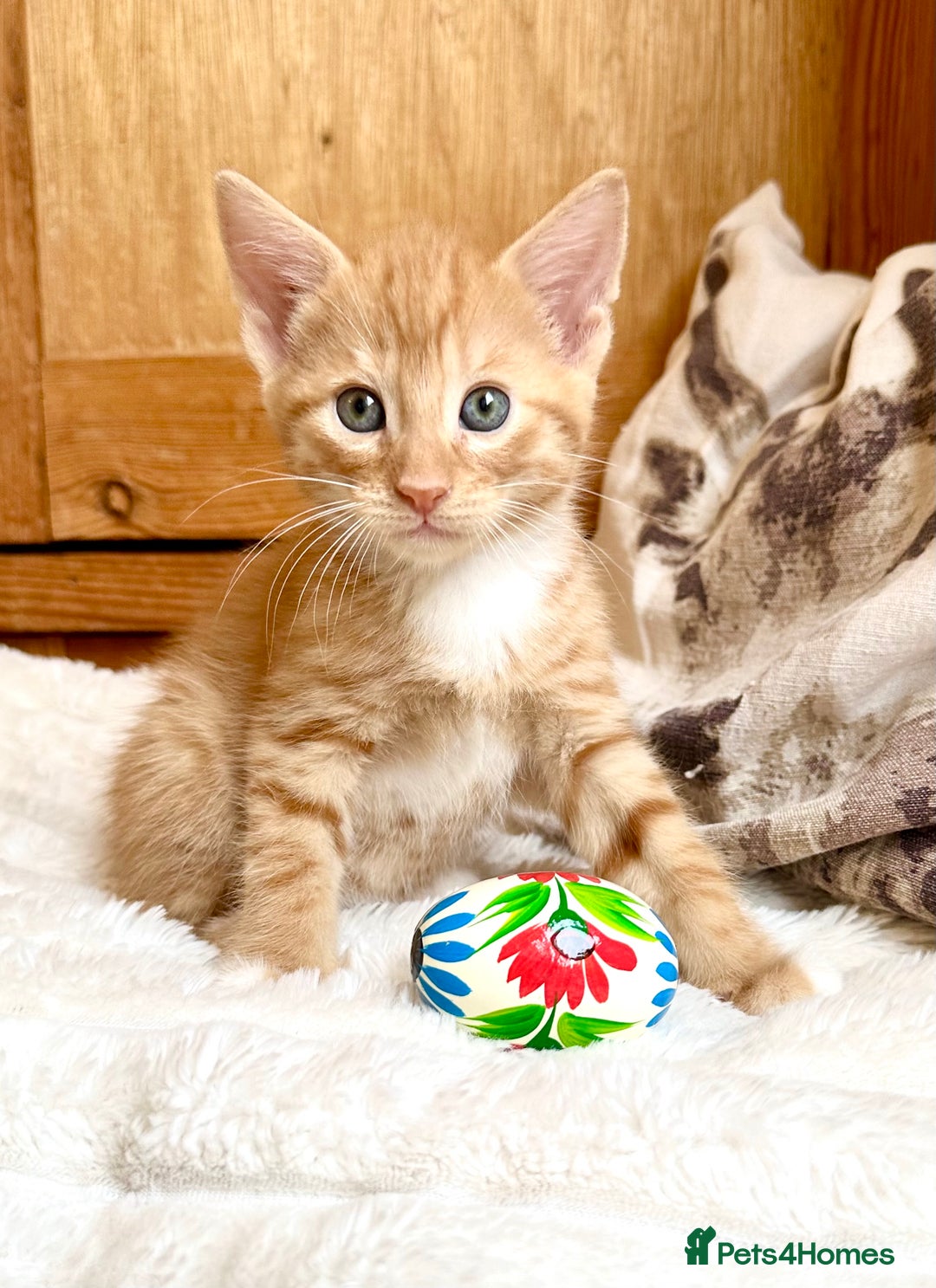 Mixed Breed cats for sale: Ginger Kittens from half Siamese mum - Image 3