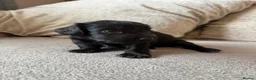 Mixed Breed dogs for sale: Doxiepoo pups  - Advert 17