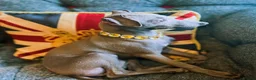 Italian Greyhound dogs for sale: Cutest Exceptional Five-Generation Pedigrees in Nottingham - Advert 16