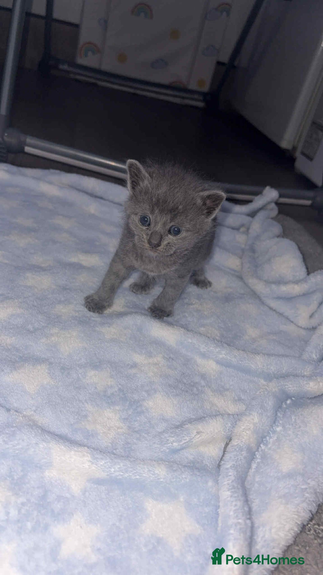 British Shorthair cats for sale: 1 male shorthair💙2 female💗🏡 - Advert 3