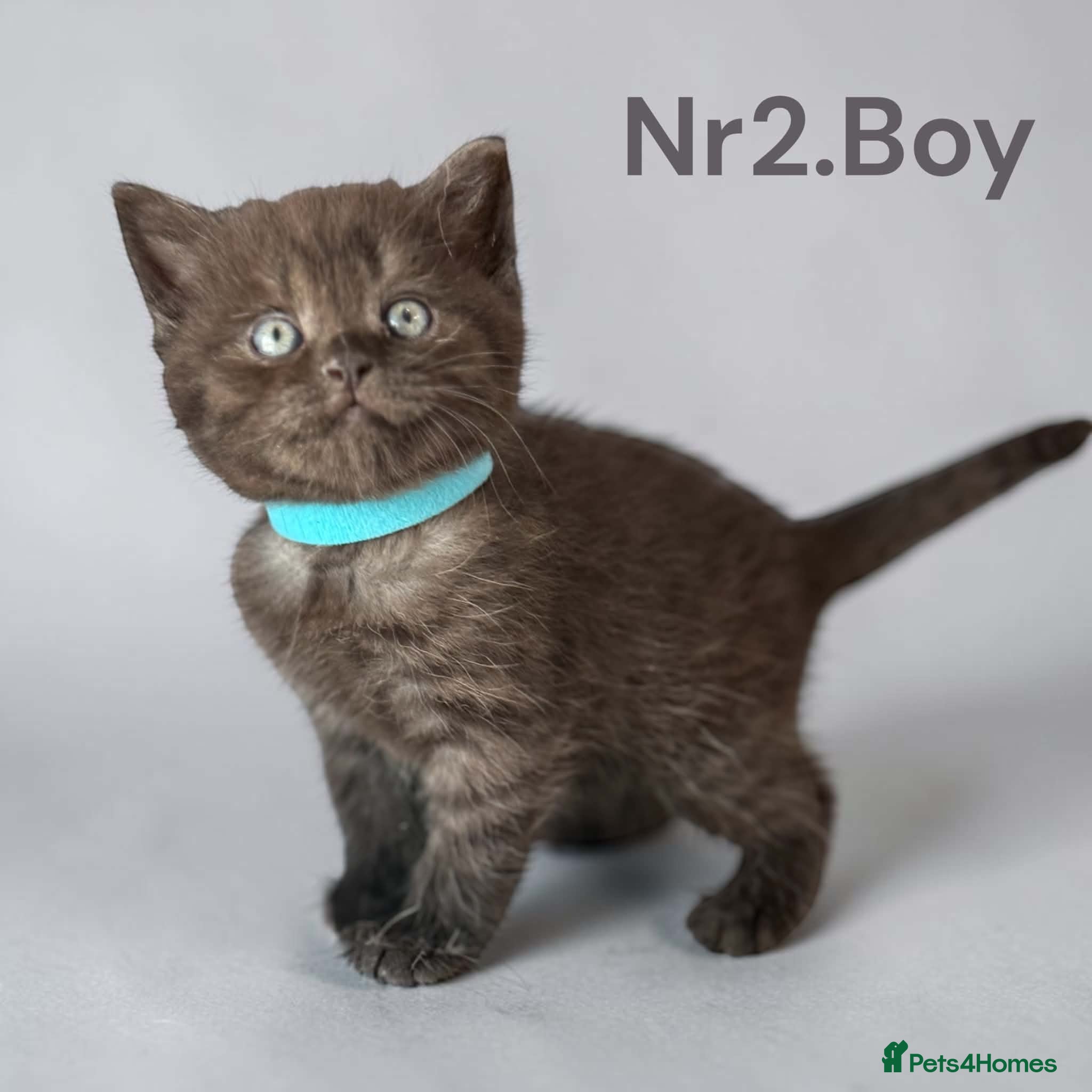 Scottish Fold cats for sale: 6 Pedigree Scottish Fold and Straight Kittens - Advert 37