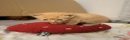 Mixed Breed cats for sale: Beautiful Family-Raised Kittens - Advert 27