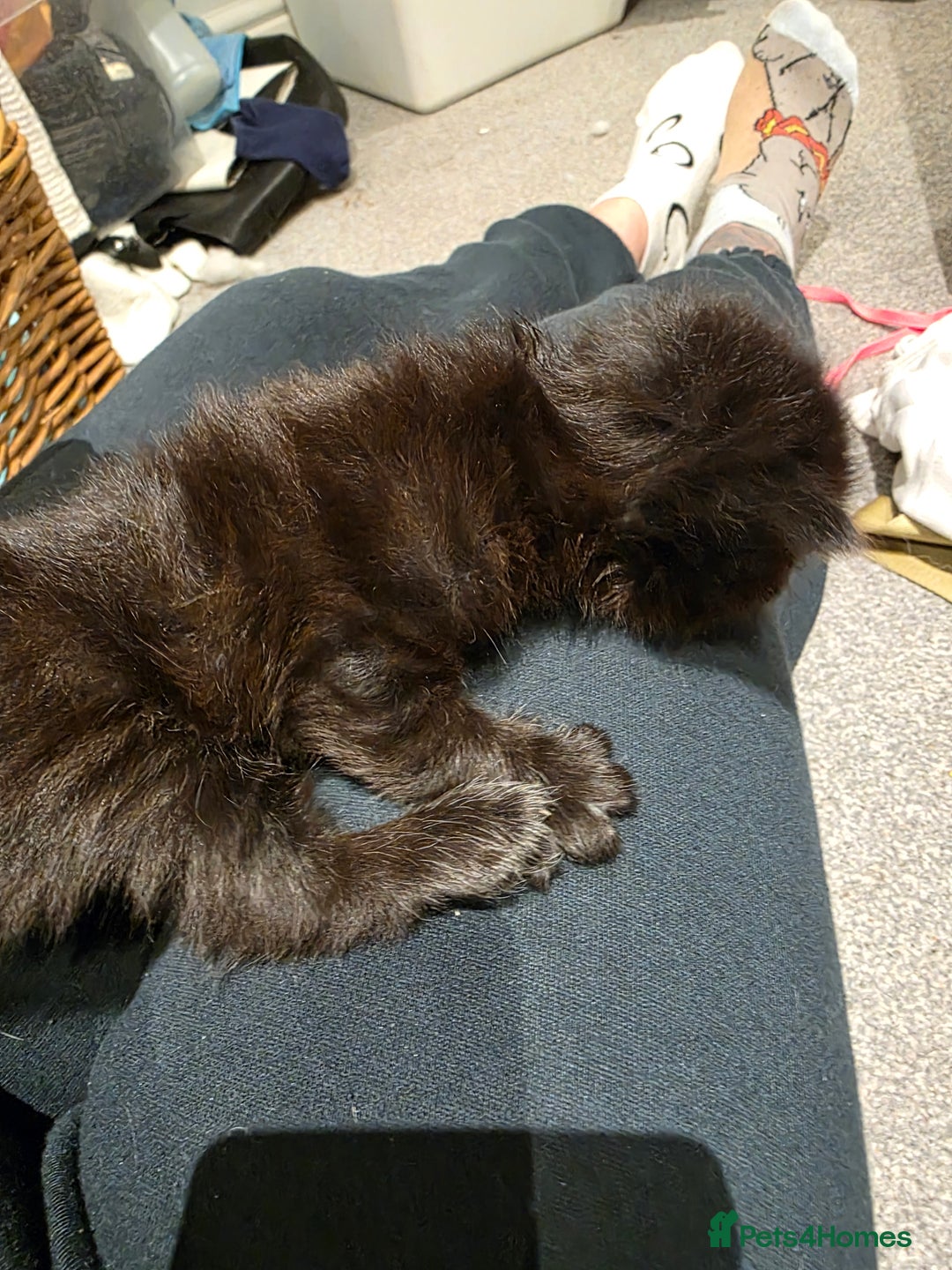 British Longhair cats for sale: 7 kittens boys and girls. British longhair cross  - Image 24