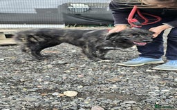 Mixed Breed dogs for adoption: MAGGIE - Image 8