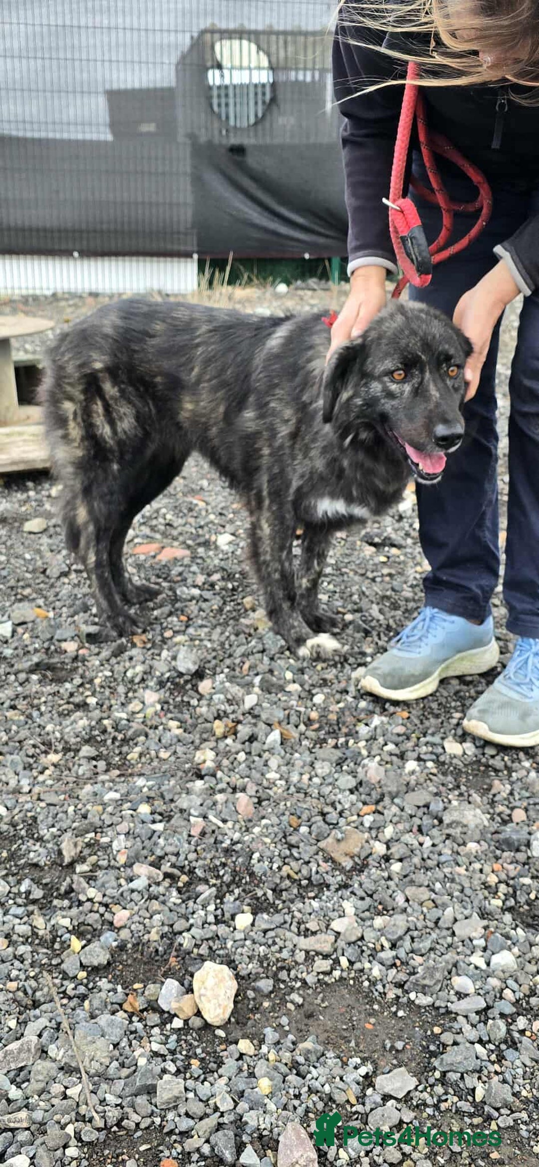 Mixed Breed dogs for adoption: MAGGIE - Image 8