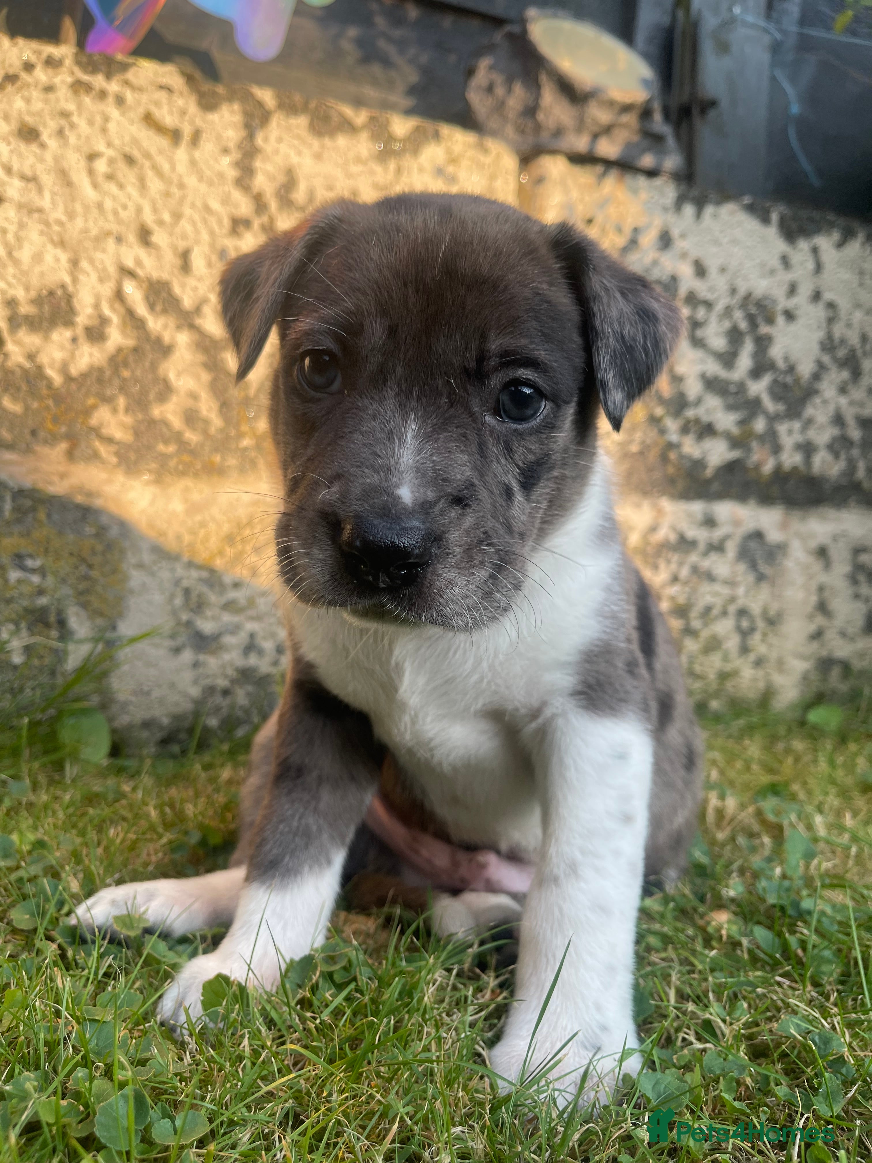 Mixed Breed dogs One of a kind PUPPIES mixed breed  - Advert 2