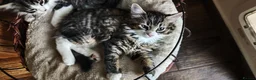 Mixed Breed cats for sale: Fluffy kittens for sale - Advert 4