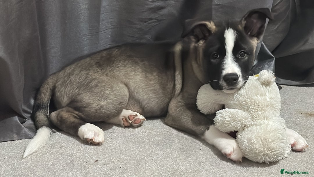 Mixed Breed dogs for sale: Milo for sale - Image 2