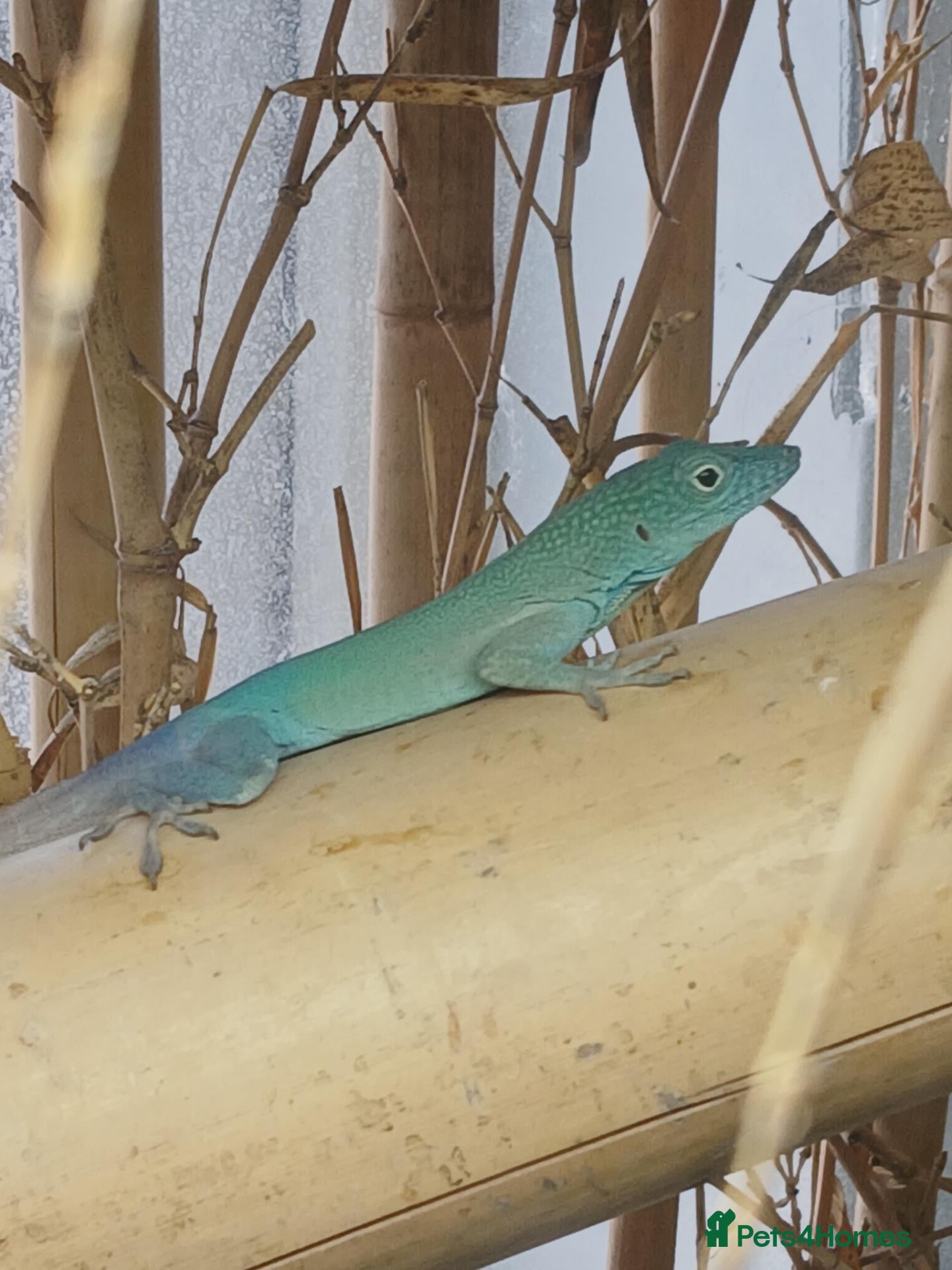 Anole reptiles Jamaican Turquoise Anole (anolis grahami) - Advert 1