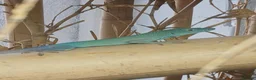 Anole reptiles for sale: Jamaican Turquoise Anole (anolis grahami) in Maidstone - Advert 1