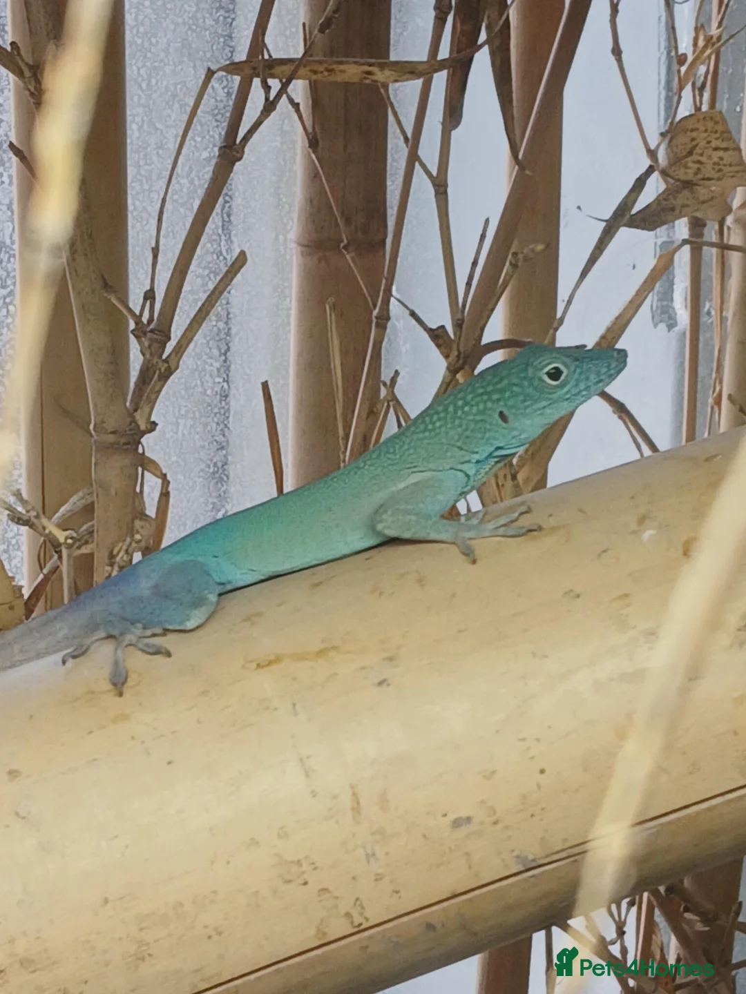 Anole reptiles for sale: Jamaican Turquoise Anole (anolis grahami) in Maidstone - Advert 1