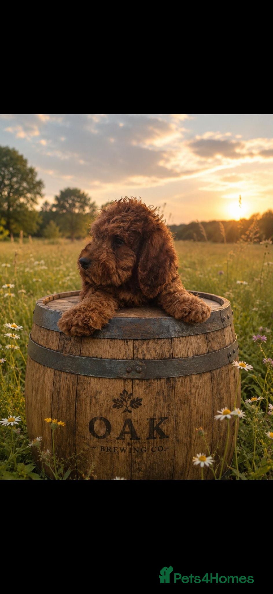 Saint Berdoodle dogs F1B SAINT BERNADOODLE - Advert 1