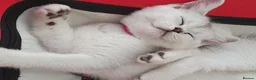 British Shorthair cats for sale: ✨British Shorthair Silver‑Shaded Chinchilla Kitten - Advert 36