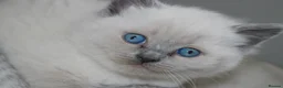 Ragdoll cats for sale: Beautiful Ragdoll Kittens 🐾 1 Boy & 2 Girls - Advert 8