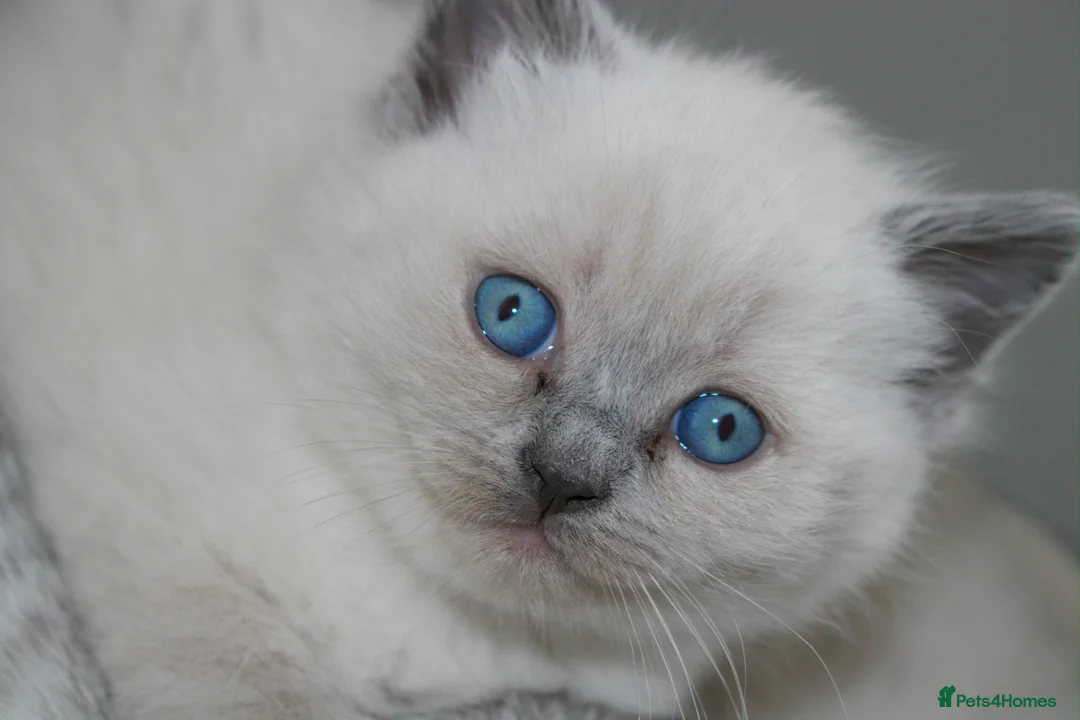 Ragdoll cats for sale: Beautiful Ragdoll Kittens 🐾 1 Boy & 2 Girls - Advert 8