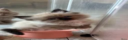 Ragdoll cats for sale: Beautiful Gccf ragdoll kittens  - Advert 5