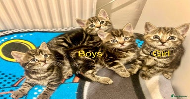Mixed Breed cats - Advert 12