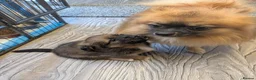 Mixed Breed dogs for sale: Cavajack x Pomeranian puppies  in Dereham - Advert 17