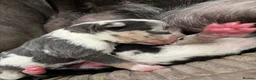 Mixed Breed dogs for sale: Tri Merle Staff lovely colours  in Hemel Hempstead - Advert 39