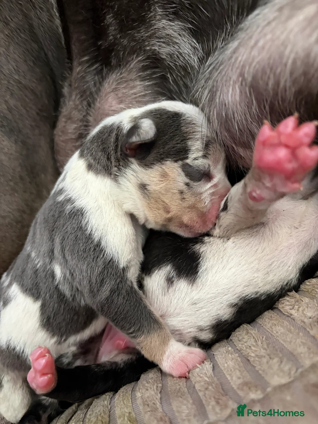 Mixed Breed dogs for sale: Tri Merle Staff lovely colours  in Hemel Hempstead - Advert 39
