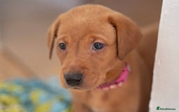 Labrador Retriever dogs for sale: Stunning Fox Red Labrador Puppies For Sale - Image 9