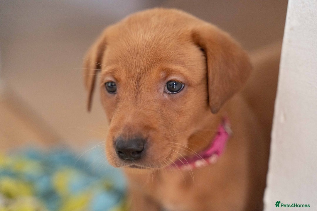 Labrador Retriever dogs for sale: Stunning Fox Red Labrador Puppies For Sale - Image 9