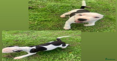 Staffordshire Bull Terrier dogs - Advert 16