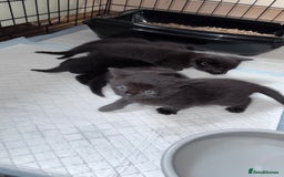 Mixed Breed cats for sale: Adorable Kittens Ready for Their Forever Homes🐾 - Image 6