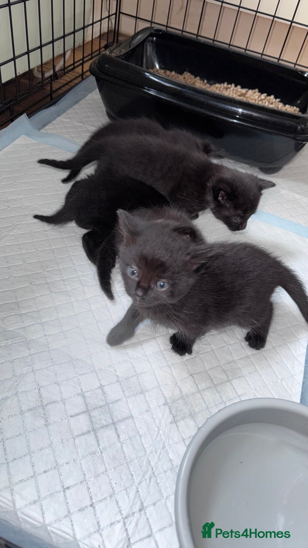Mixed Breed cats for sale: Adorable Kittens Ready for Their Forever Homes🐾 - Image 6