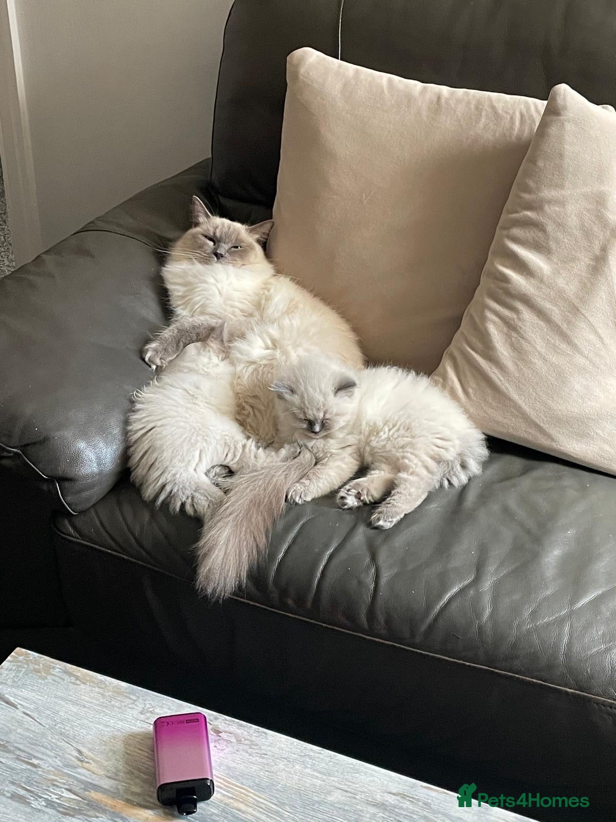 Ragdoll cats 🐱Ragdoll kittens🐱Beautiful BluePoint🐱 - Advert 2